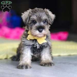 Henry, Miniature Schnauzer Puppy