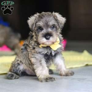 Henry, Miniature Schnauzer Puppy