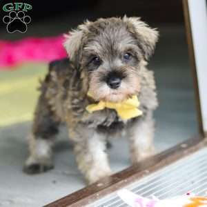 Henry, Miniature Schnauzer Puppy
