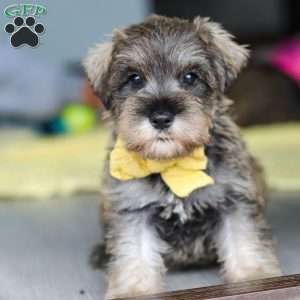 Henry, Miniature Schnauzer Puppy