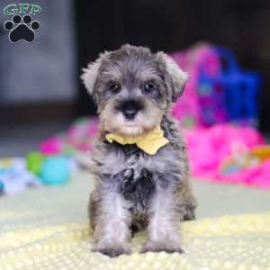 Henry, Miniature Schnauzer Puppy
