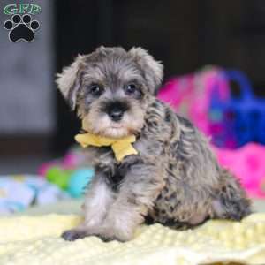 Henry, Miniature Schnauzer Puppy