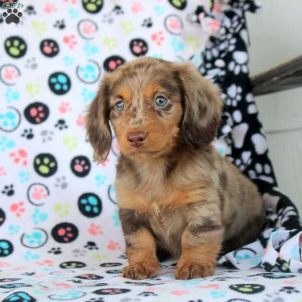 Henry, Dachshund Puppy