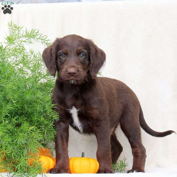 Henry, Standard Poodle Mix Puppy