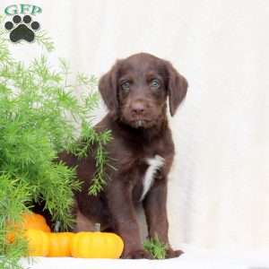 Henry, Standard Poodle Mix Puppy