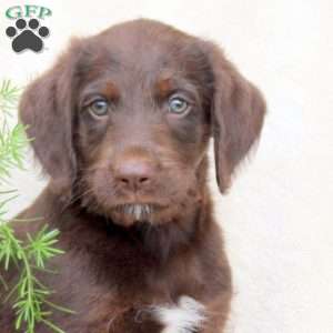 Henry, Standard Poodle Mix Puppy