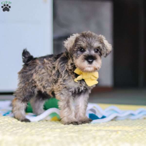 Henry, Miniature Schnauzer Puppy