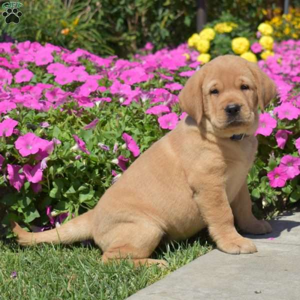 Hercules, Fox Red Labrador Retriever Puppy