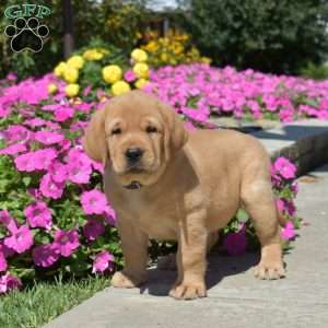 Hercules, Fox Red Labrador Retriever Puppy