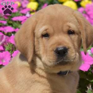 Hercules, Fox Red Labrador Retriever Puppy