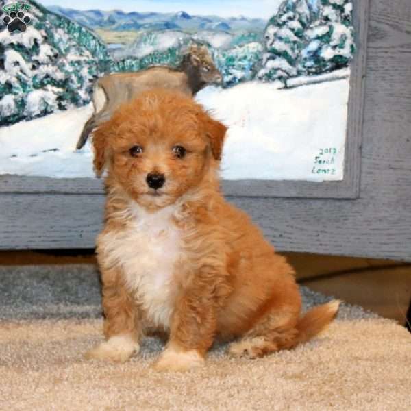Hero, Bich-Poo Puppy