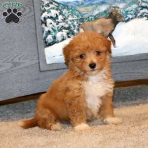 Hero, Bich-Poo Puppy