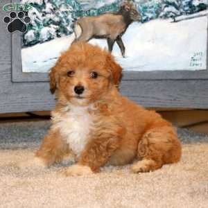 Hero, Bich-Poo Puppy