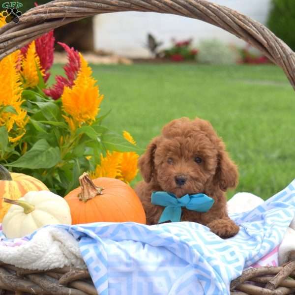 Hickory, Toy Poodle Puppy
