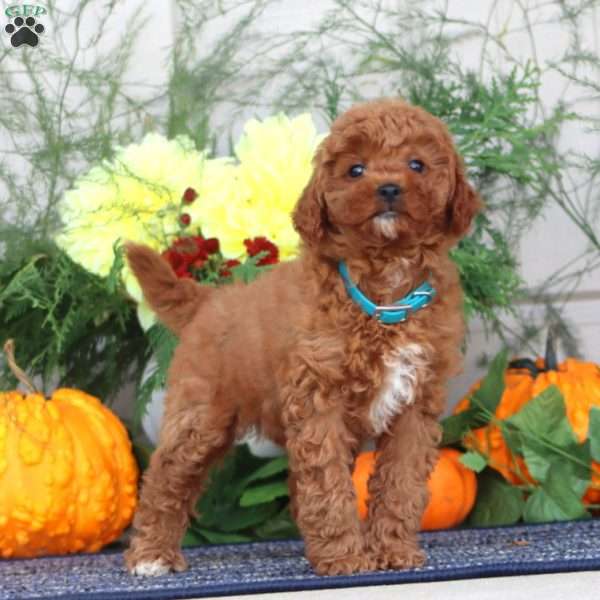 Hilda, Miniature Poodle Puppy