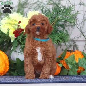 Hilda, Miniature Poodle Puppy