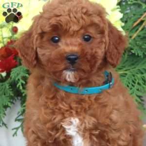 Hilda, Miniature Poodle Puppy