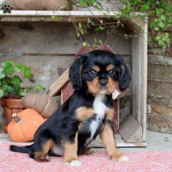Holden, Cavalier King Charles Spaniel Puppy