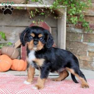 Holden, Cavalier King Charles Spaniel Puppy