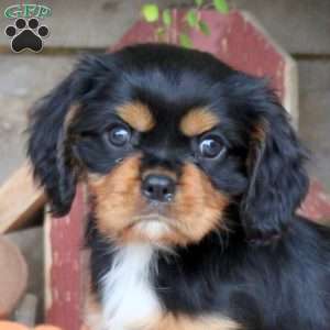 Holden, Cavalier King Charles Spaniel Puppy