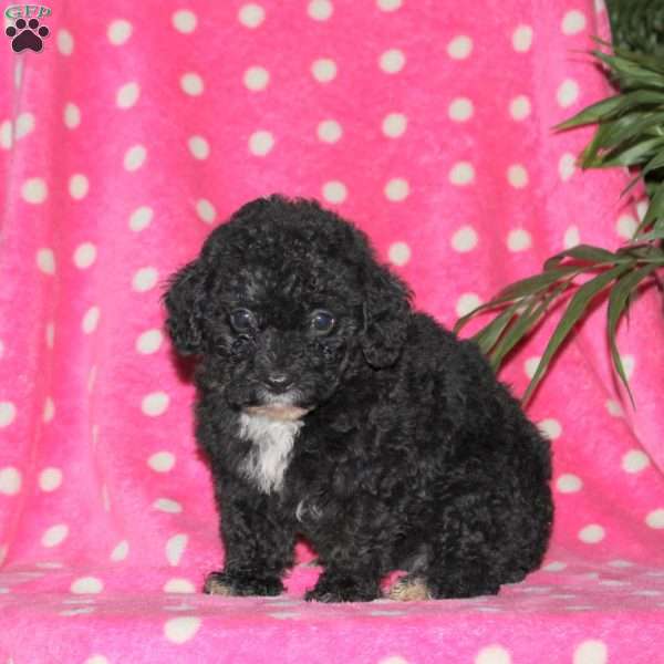 Holly, Toy Poodle Puppy