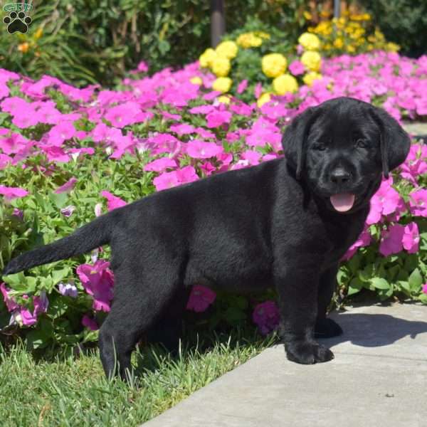 Holly, Black Labrador Retriever Puppy