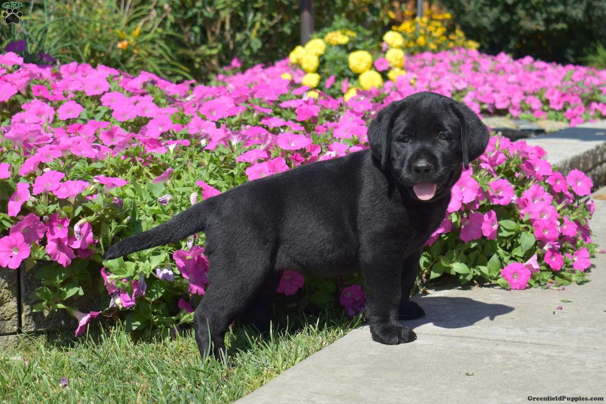 Holly (Labrador, Female) in Christiana, PA