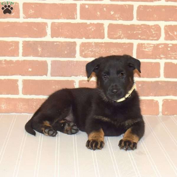 Holly, German Shepherd Puppy