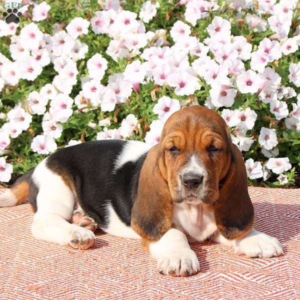 Holly, Basset Hound Puppy