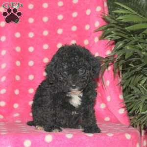 Holly, Toy Poodle Puppy
