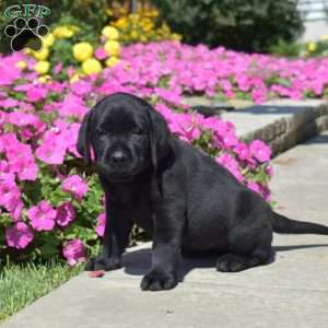 Holly, Black Labrador Retriever Puppy
