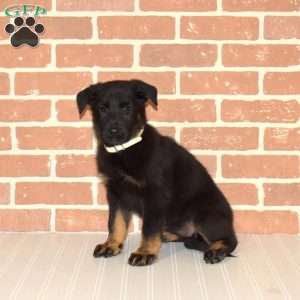 Holly, German Shepherd Puppy