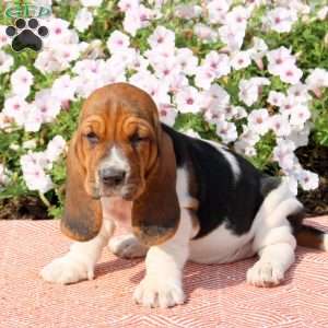 Holly, Basset Hound Puppy