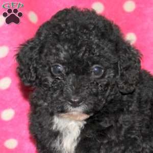 Holly, Toy Poodle Puppy