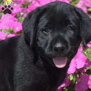Holly, Black Labrador Retriever Puppy