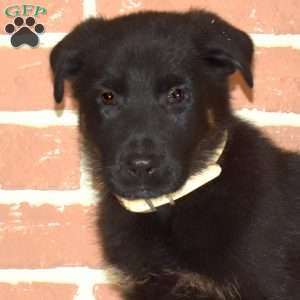 Holly, German Shepherd Puppy