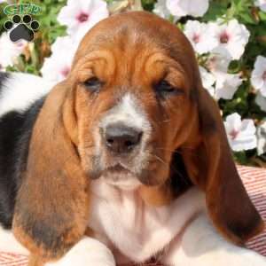 Holly, Basset Hound Puppy