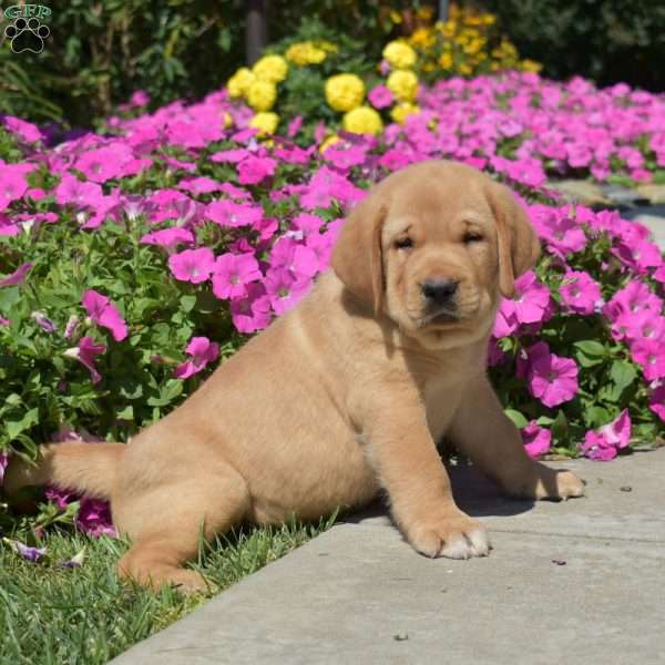 Homer, Fox Red Labrador Retriever Puppy