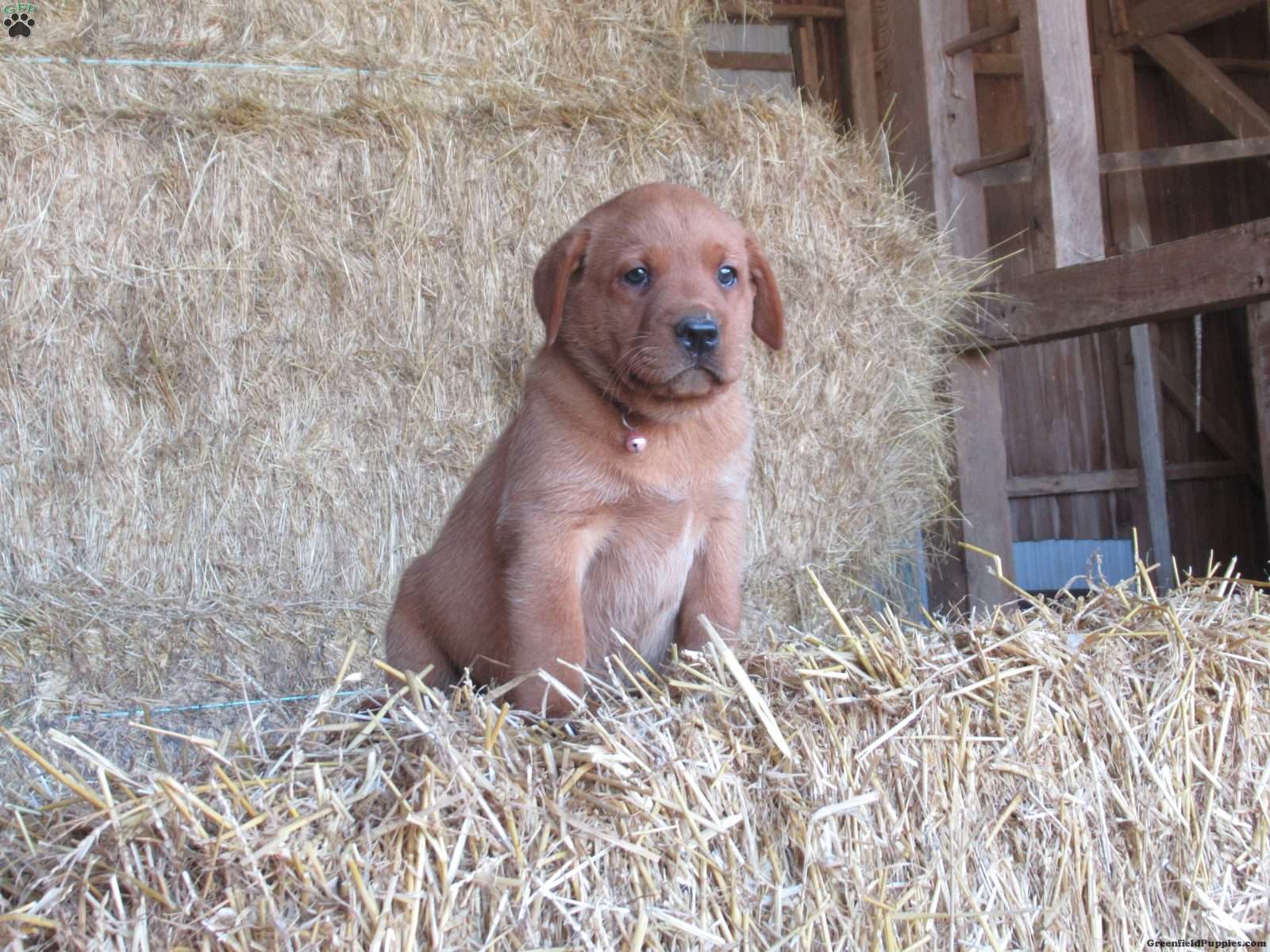 Honda (Labrador, Female) in Reinholds, PA