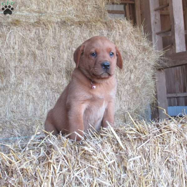 Honda, Fox Red Labrador Retriever Puppy