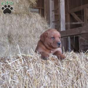 Honda, Fox Red Labrador Retriever Puppy