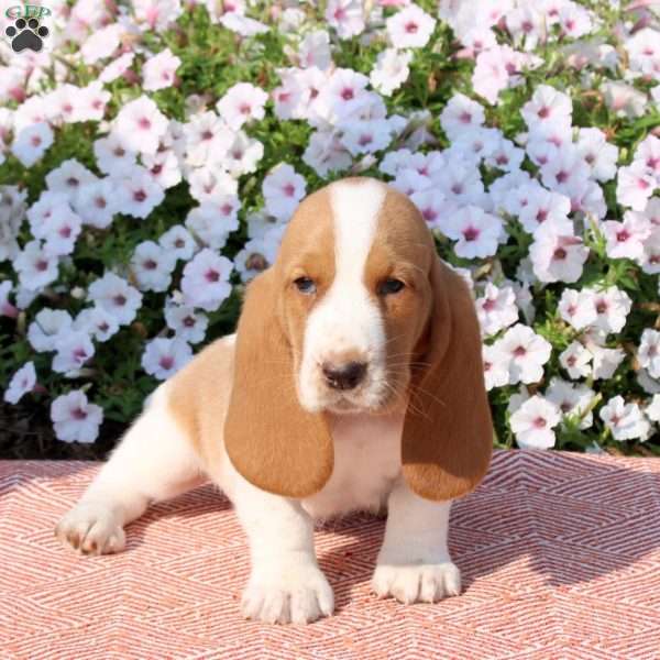 Honey, Basset Hound Puppy