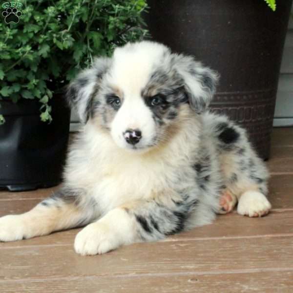 Honey, Australian Shepherd Puppy