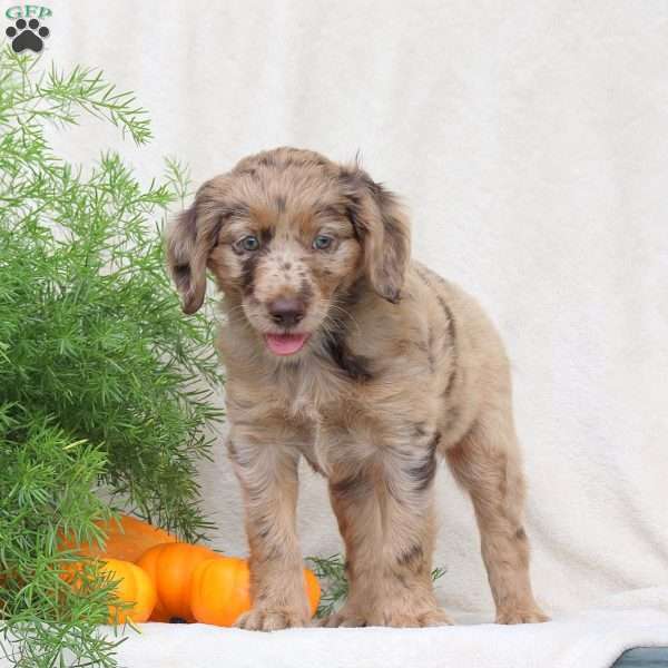 Honey, Standard Poodle Mix Puppy