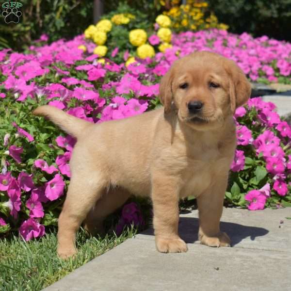 Honey, Fox Red Labrador Retriever Puppy