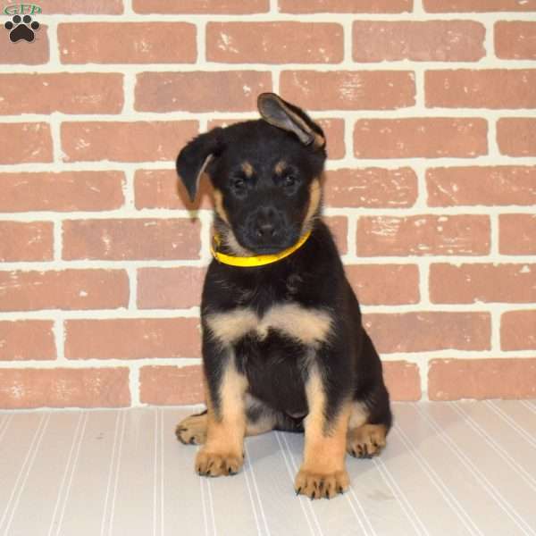 Honey, German Shepherd Puppy