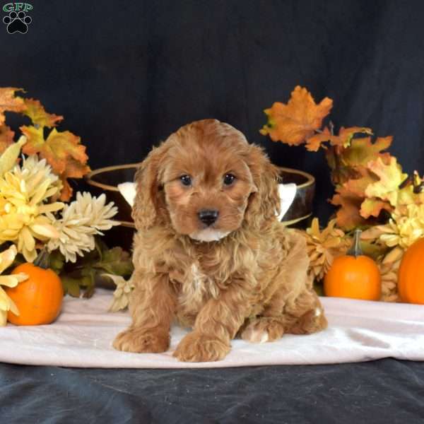 Honey, Cavapoo Puppy