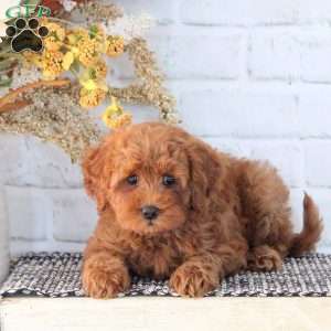 Honey, Mini Goldendoodle Puppy