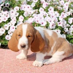Honey, Basset Hound Puppy