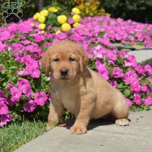 Honey, Fox Red Labrador Retriever Puppy